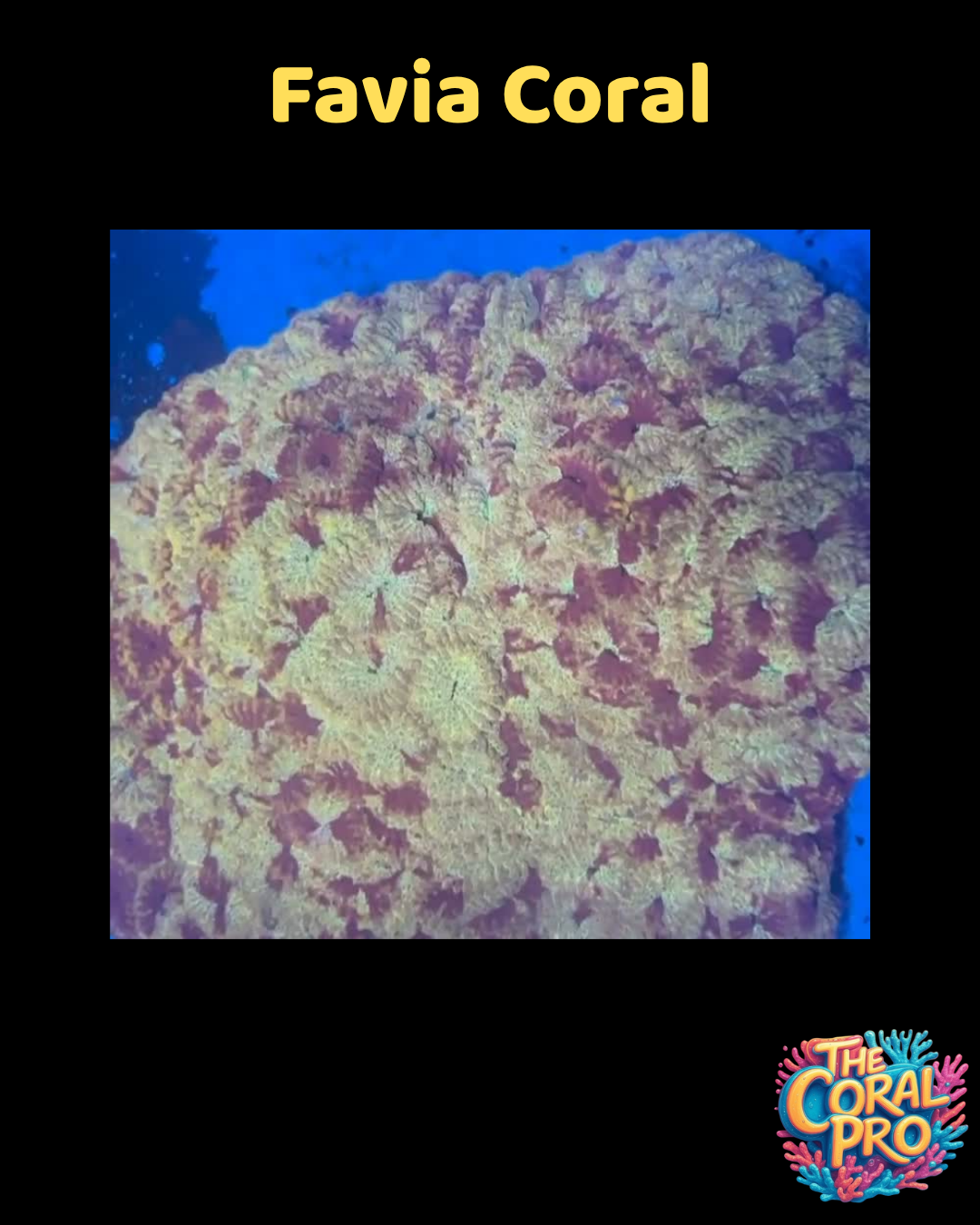 FAVIA CORAL - WYSIWYG