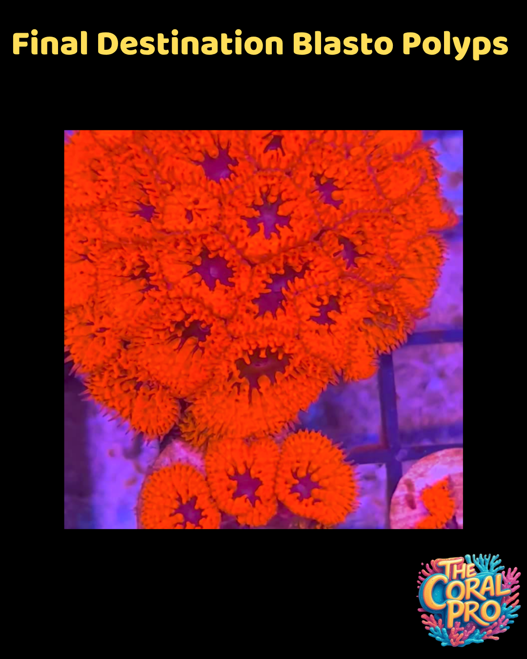 FINAL DESTINATION BLASTOMUSSA (Priced per Polyp)
