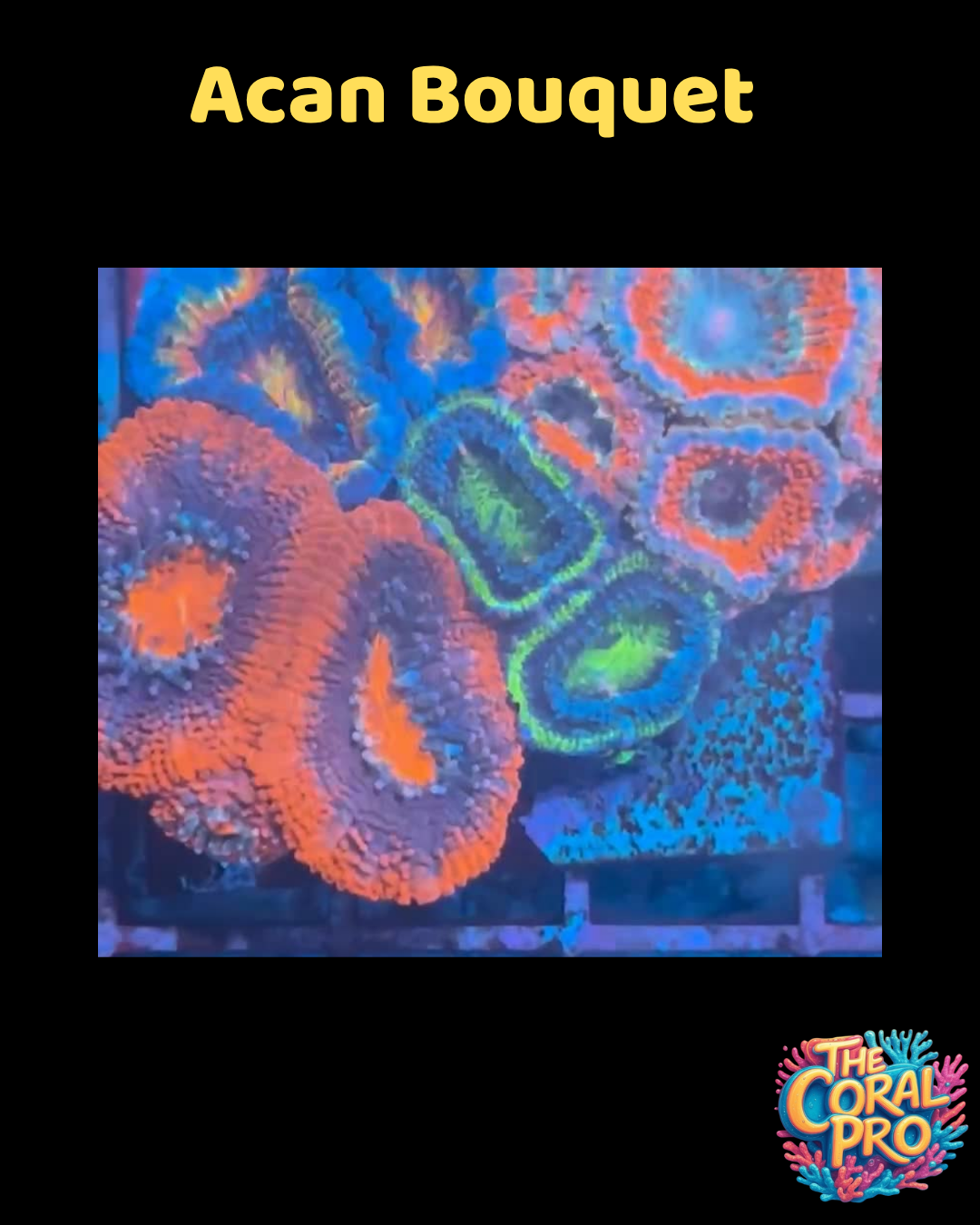 AKON BOUQUET ZOANTHIDS - WYSIWYG