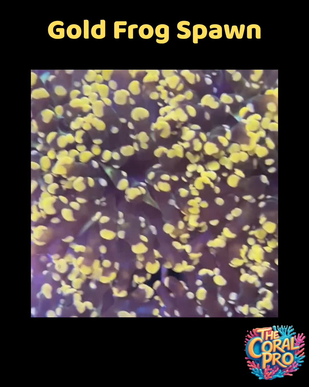 GOLDEN FROG SPAWN (Priced per Head)