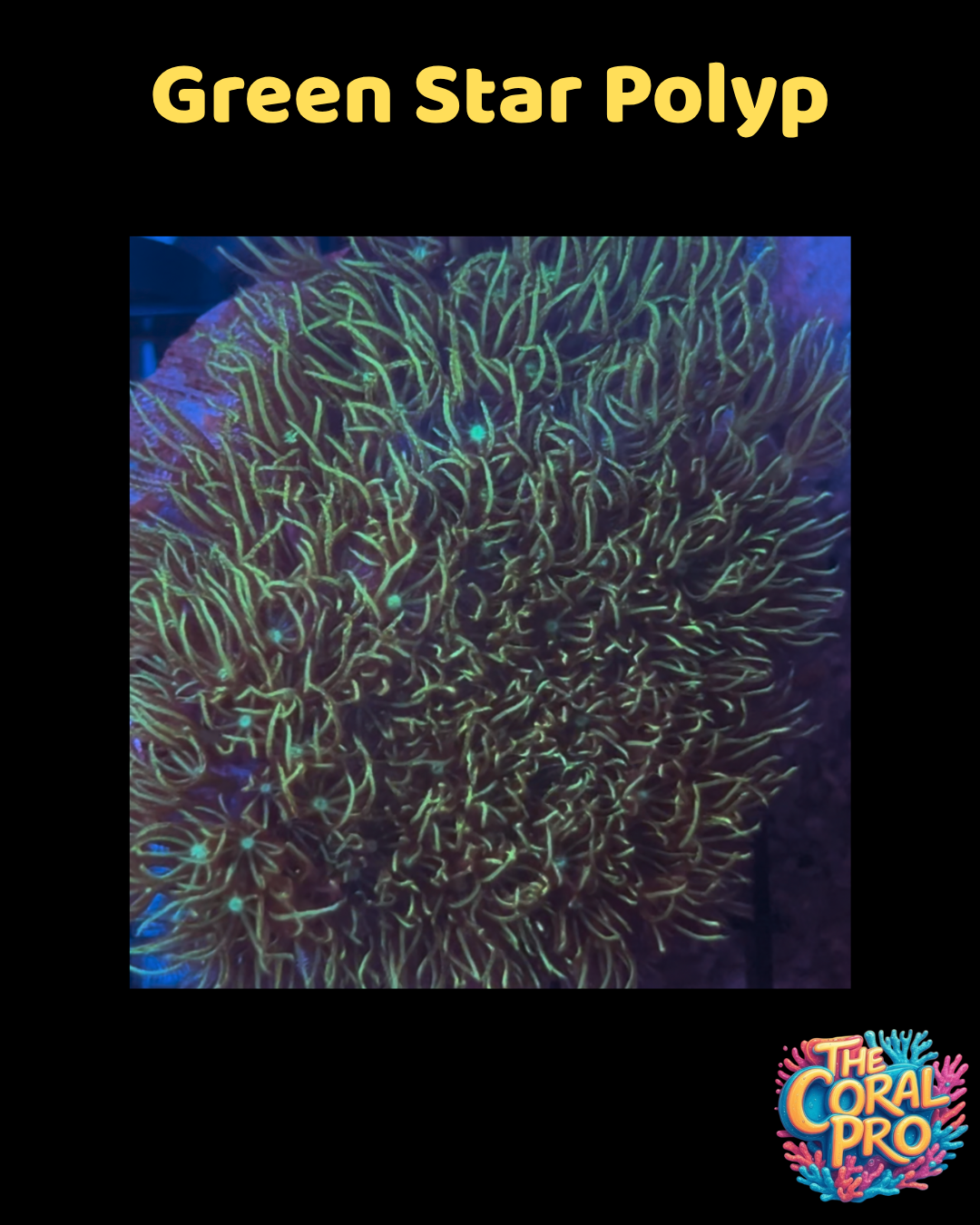 GREEN STAR POLYPS CORAL (Priced per Piece)