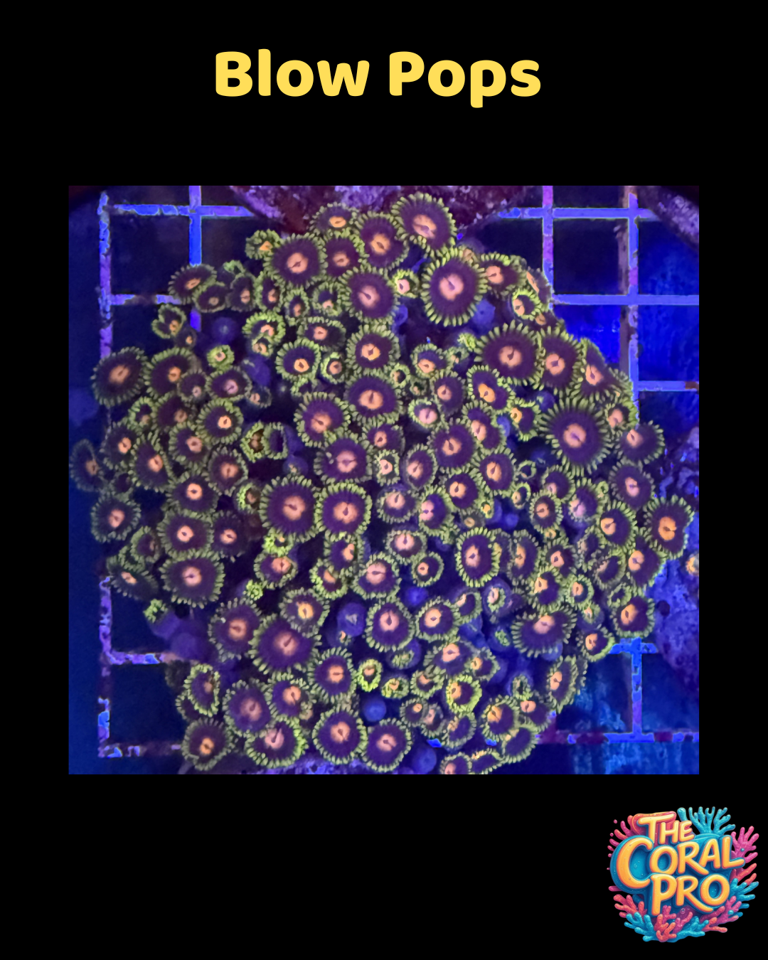 BLOW POPS ZOANTHID (Priced per 6/7 Polyps)