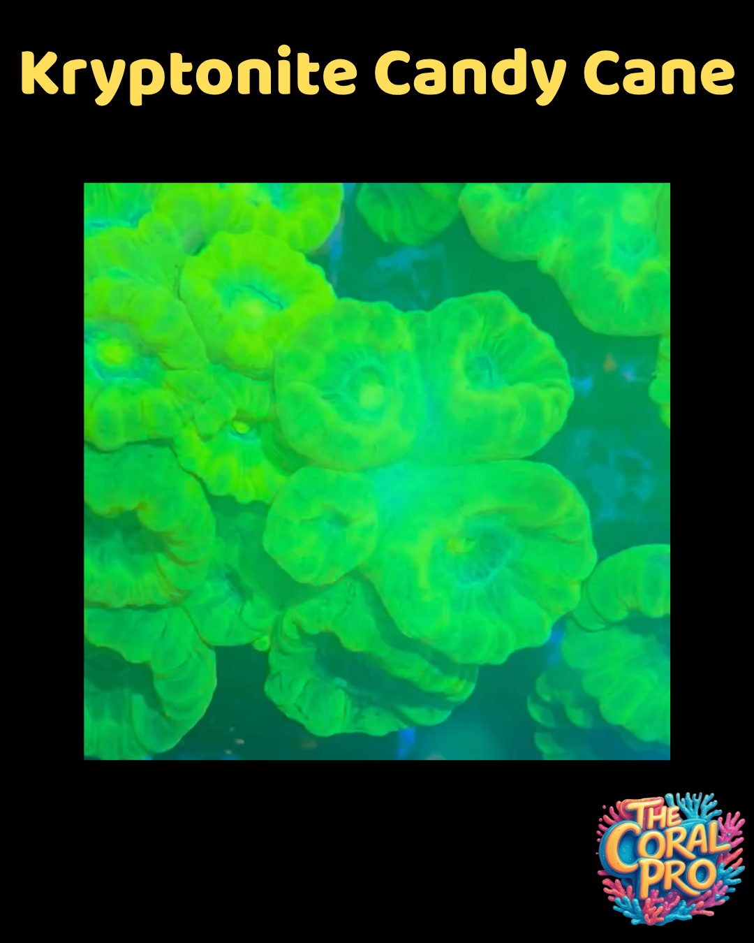 KRYPTONITE CANDY CANE CORAL (Priced per 3/4 Heads)