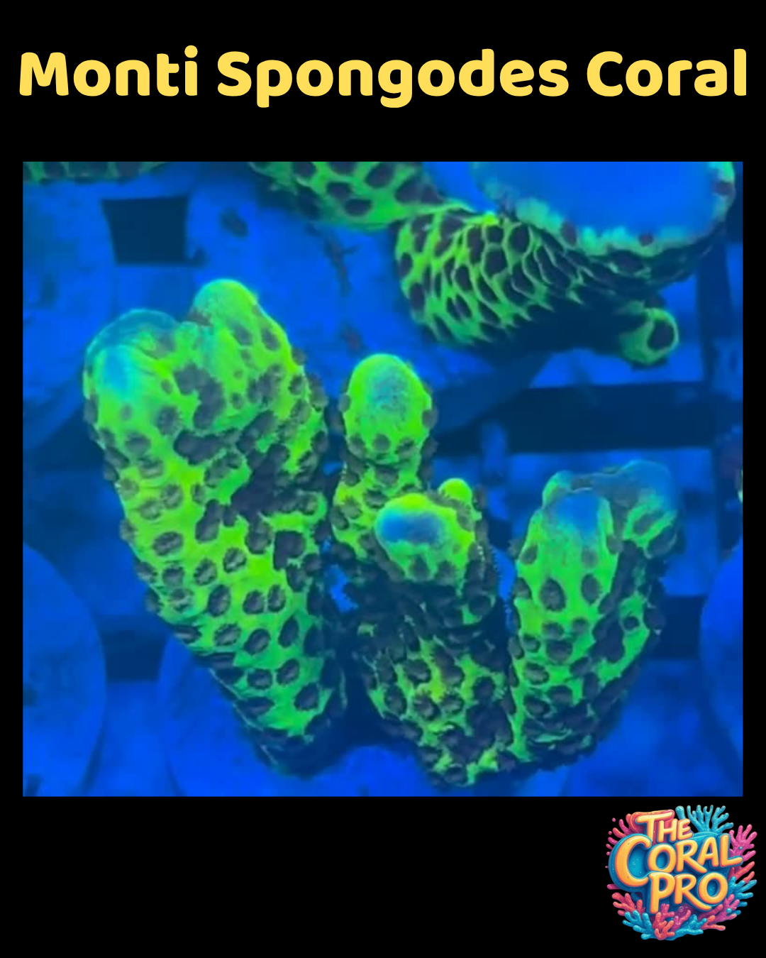 MONTI SPONGODES CORAL (Priced per Branch)