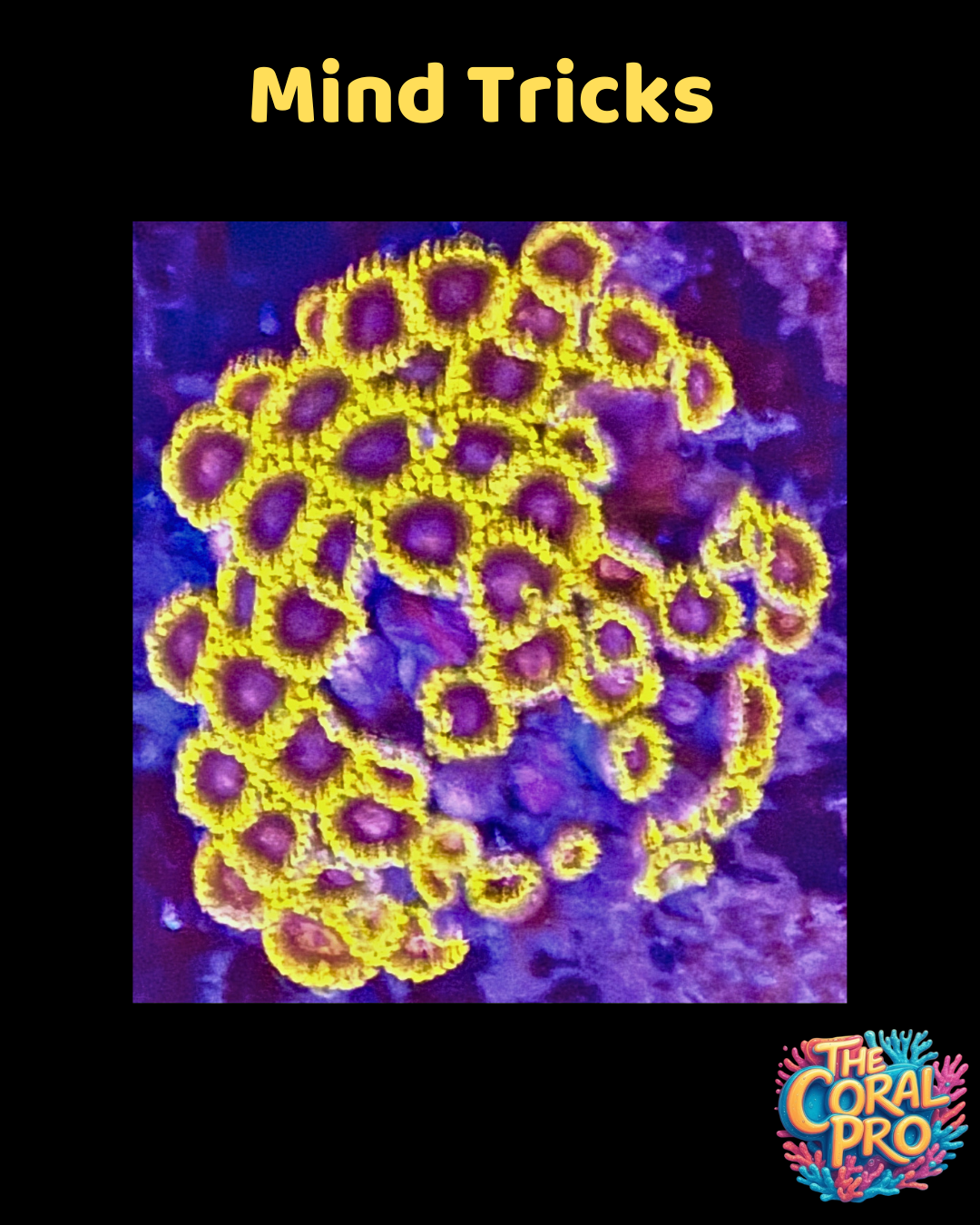 MIND TRICK ZOANTHIDS (Priced per Polyp)