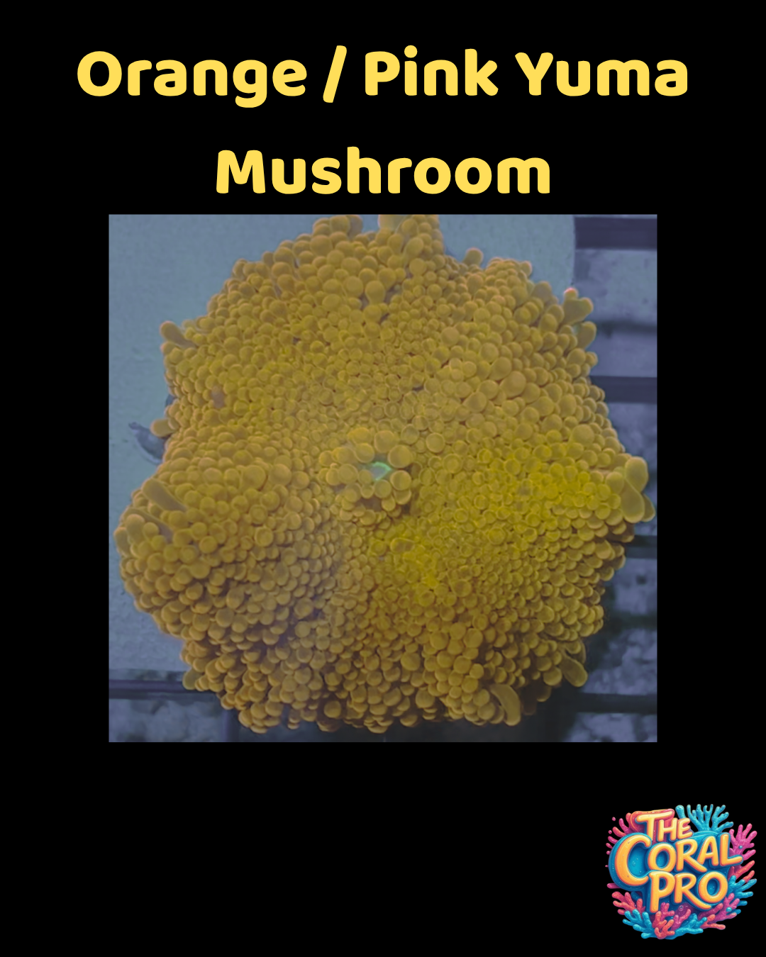 ORANGE PINK YUMA MUSHROOM (Per Mushroom)