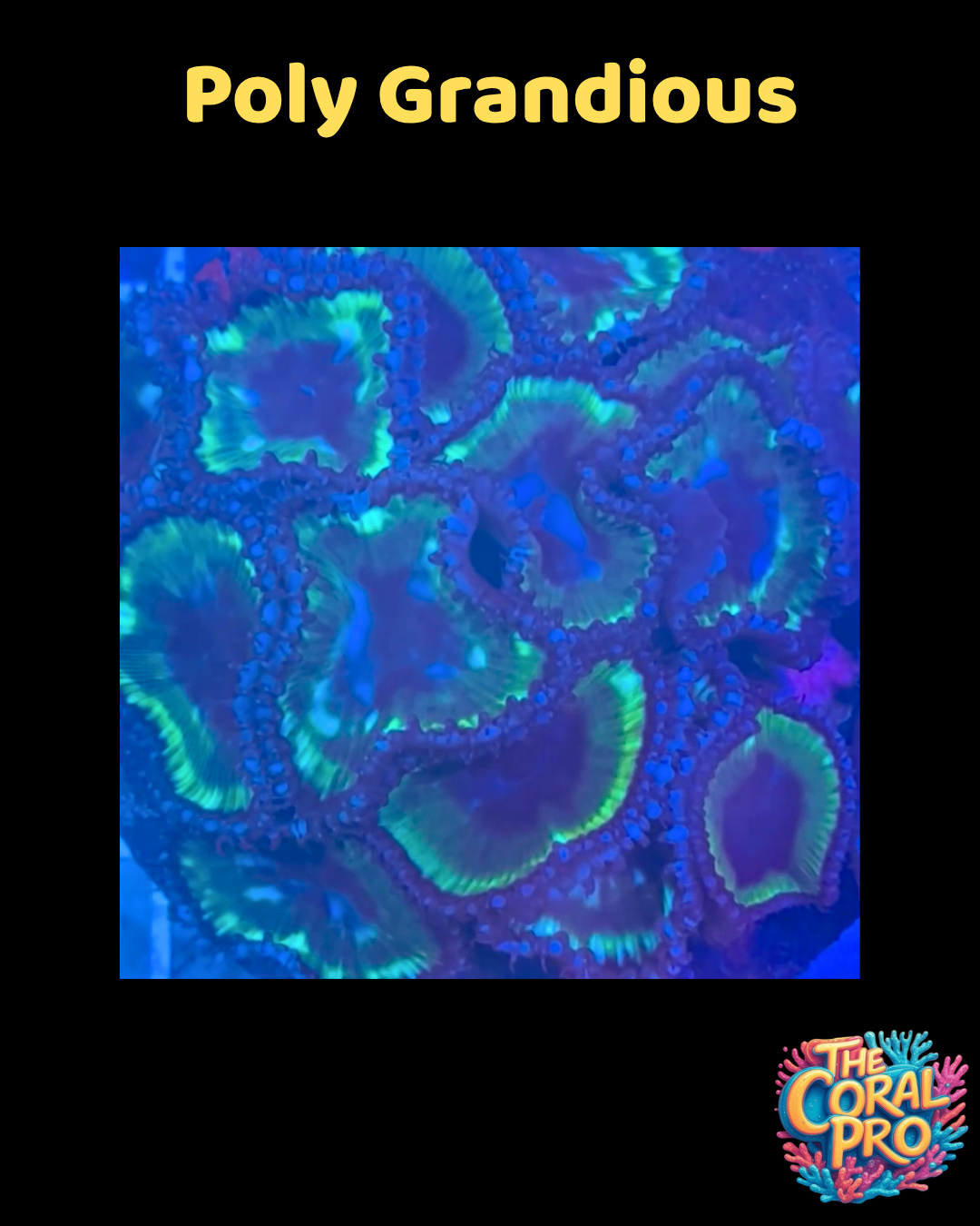 POLY GRANDIOUS ZOANTHIDS (Sold per Polyp)