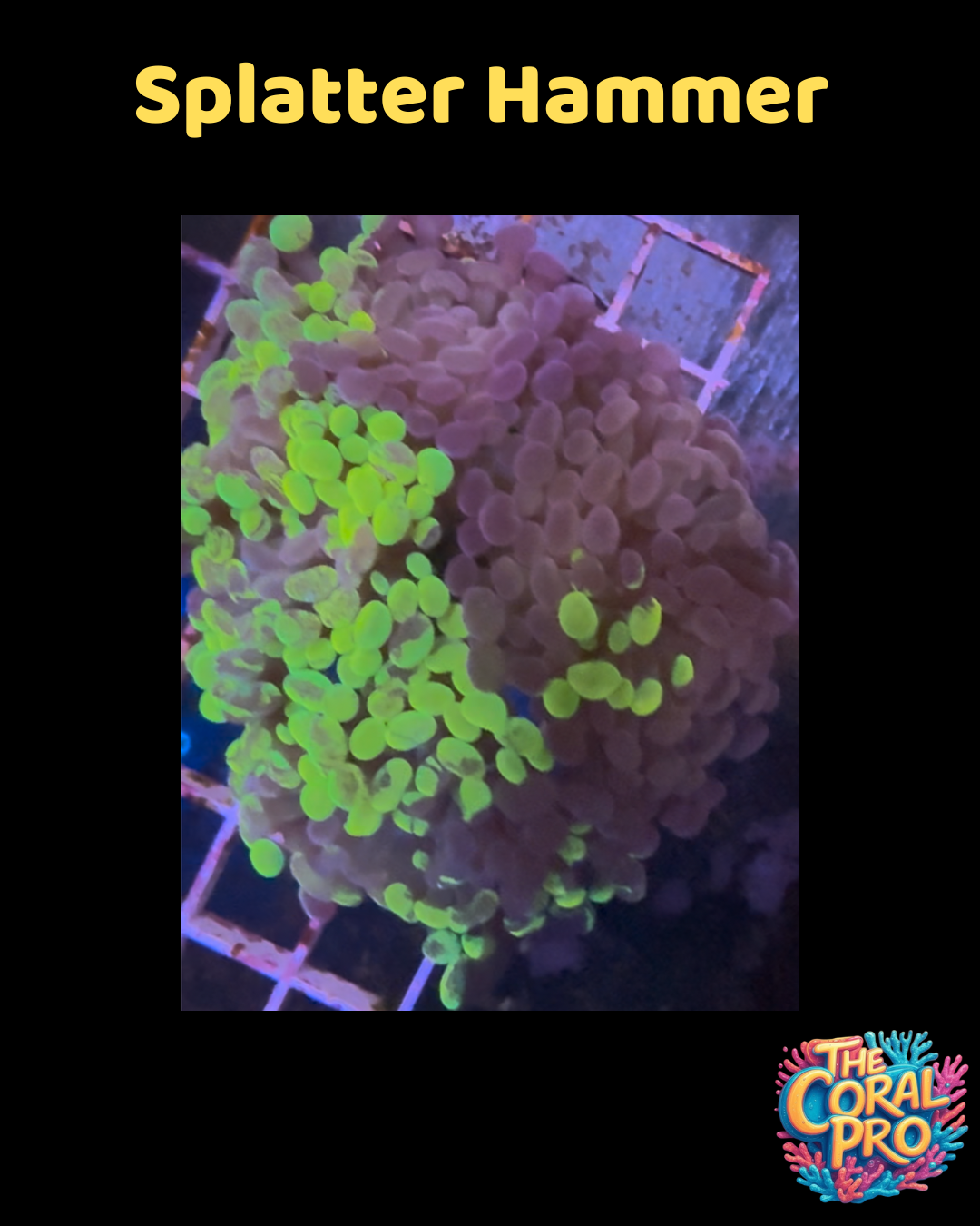 SPLATTER HAMMER (Priced per 2 heads)