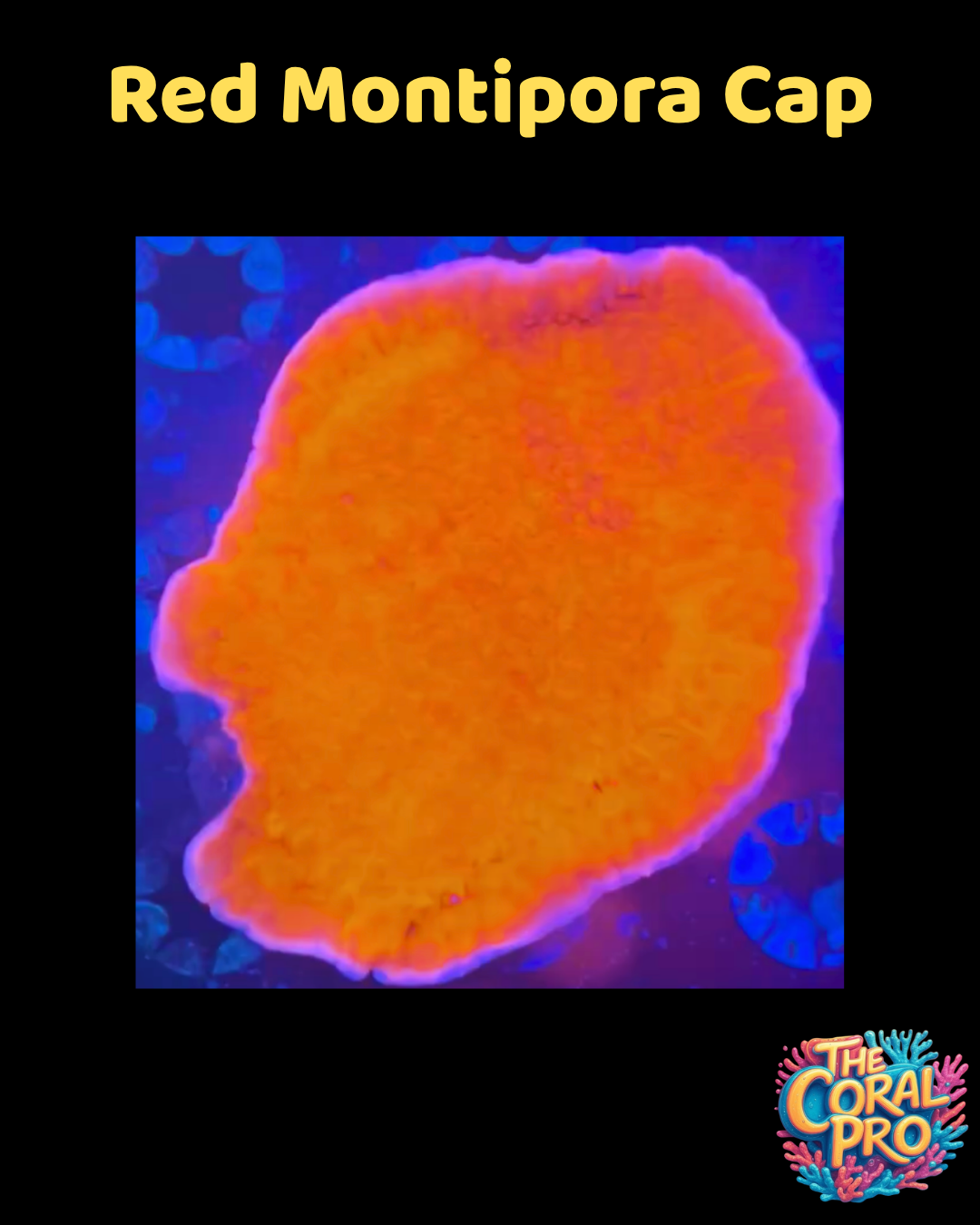 RED MONTIPORA CAP MUSHROOM (Priced per Mushroom)