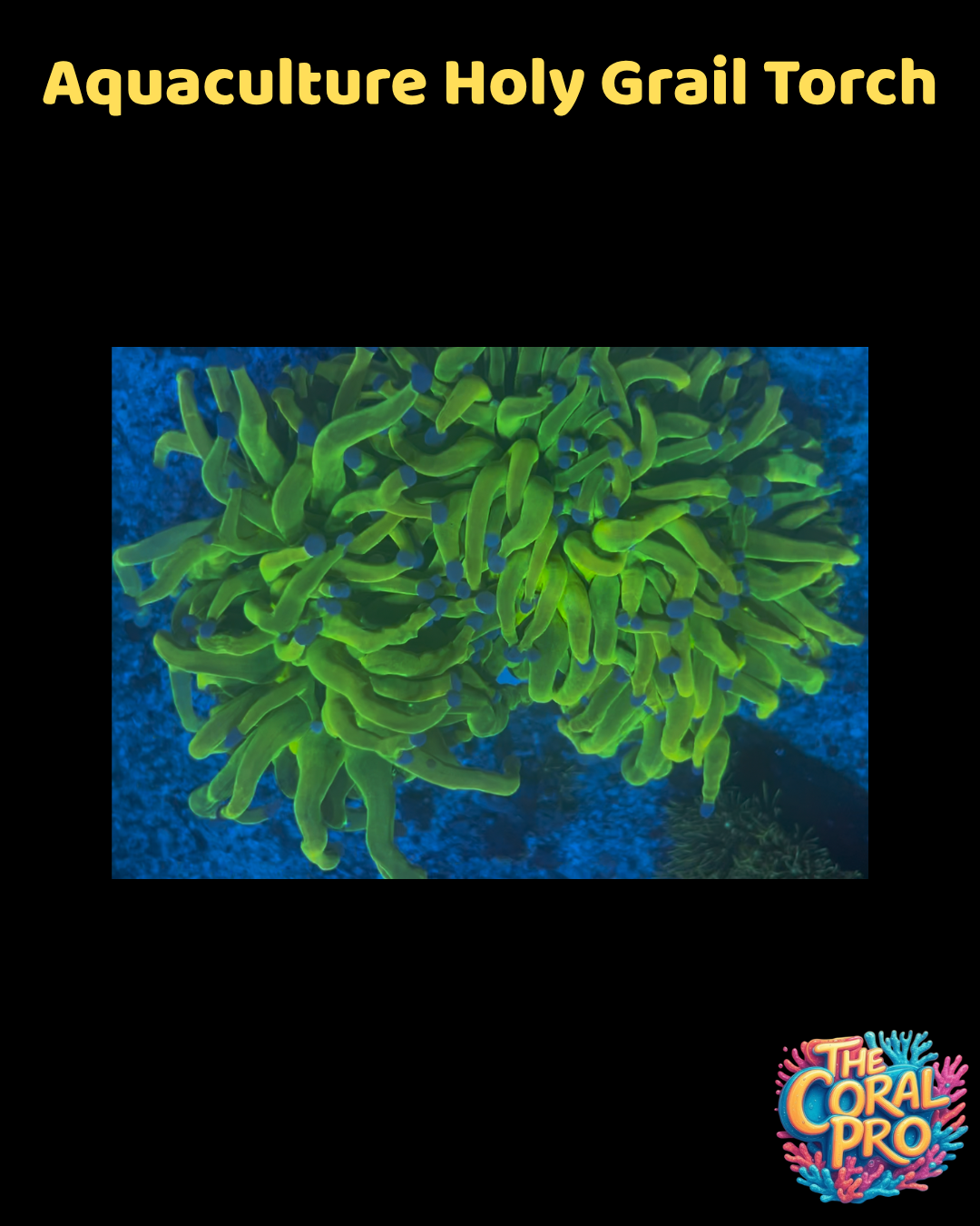 AQUACULTURED HOLY GRAIL TORCH (Priced per 5 Heads)