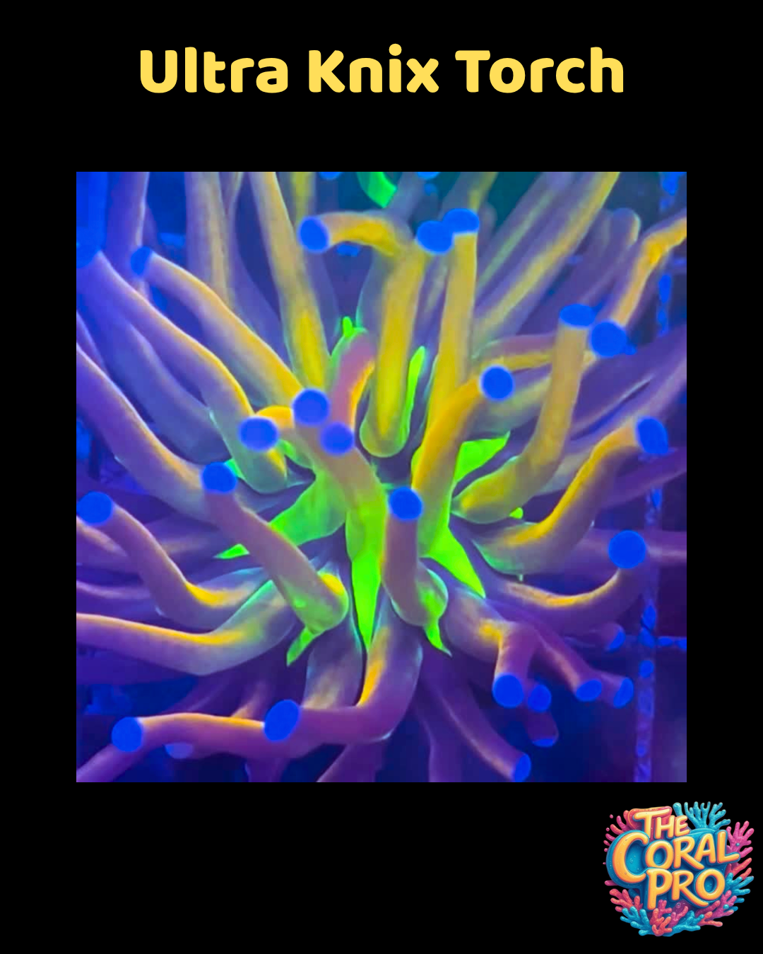 ULTRA KNICKS TORCH (Price per Piece)