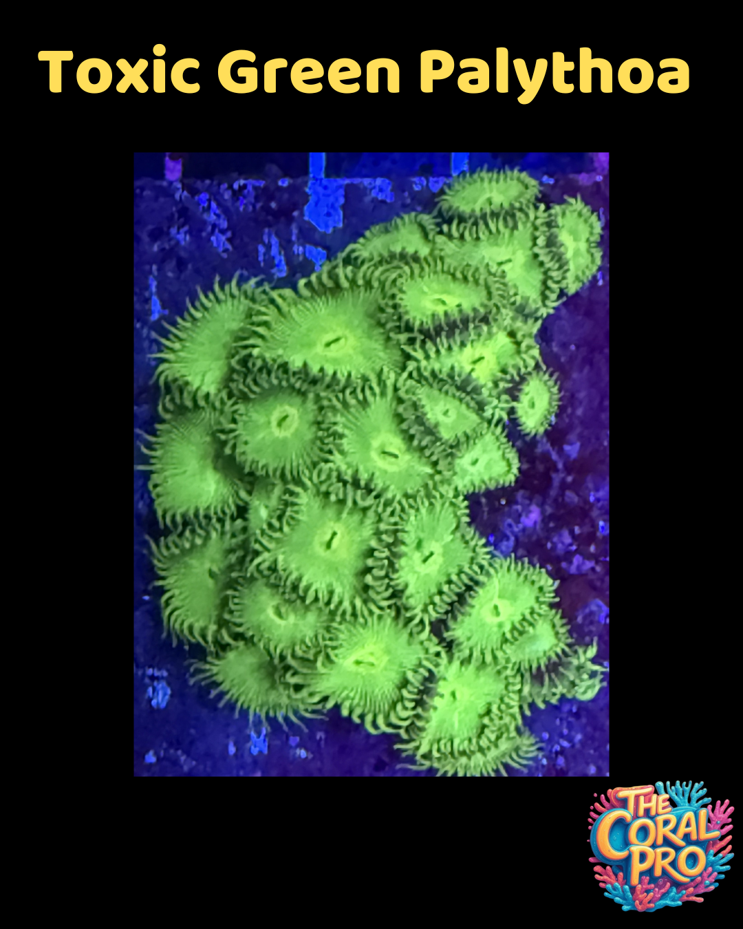 TOXIC GREEN PALYTHOA (Priced per 5/6 Polyps)