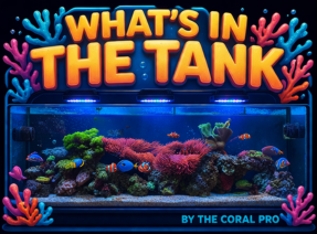 Meet Jason: The Guy Who’ll Talk Your Ear Off About Corals and Wants Nothing to Do With Your Camera