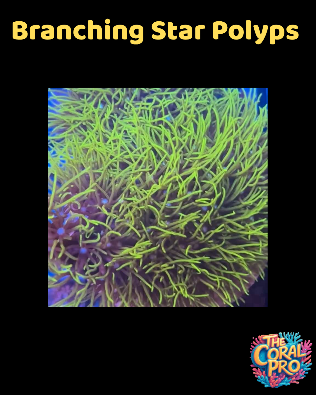 BRANCHING GREEN STAR POLYPS (Priced per Piece)