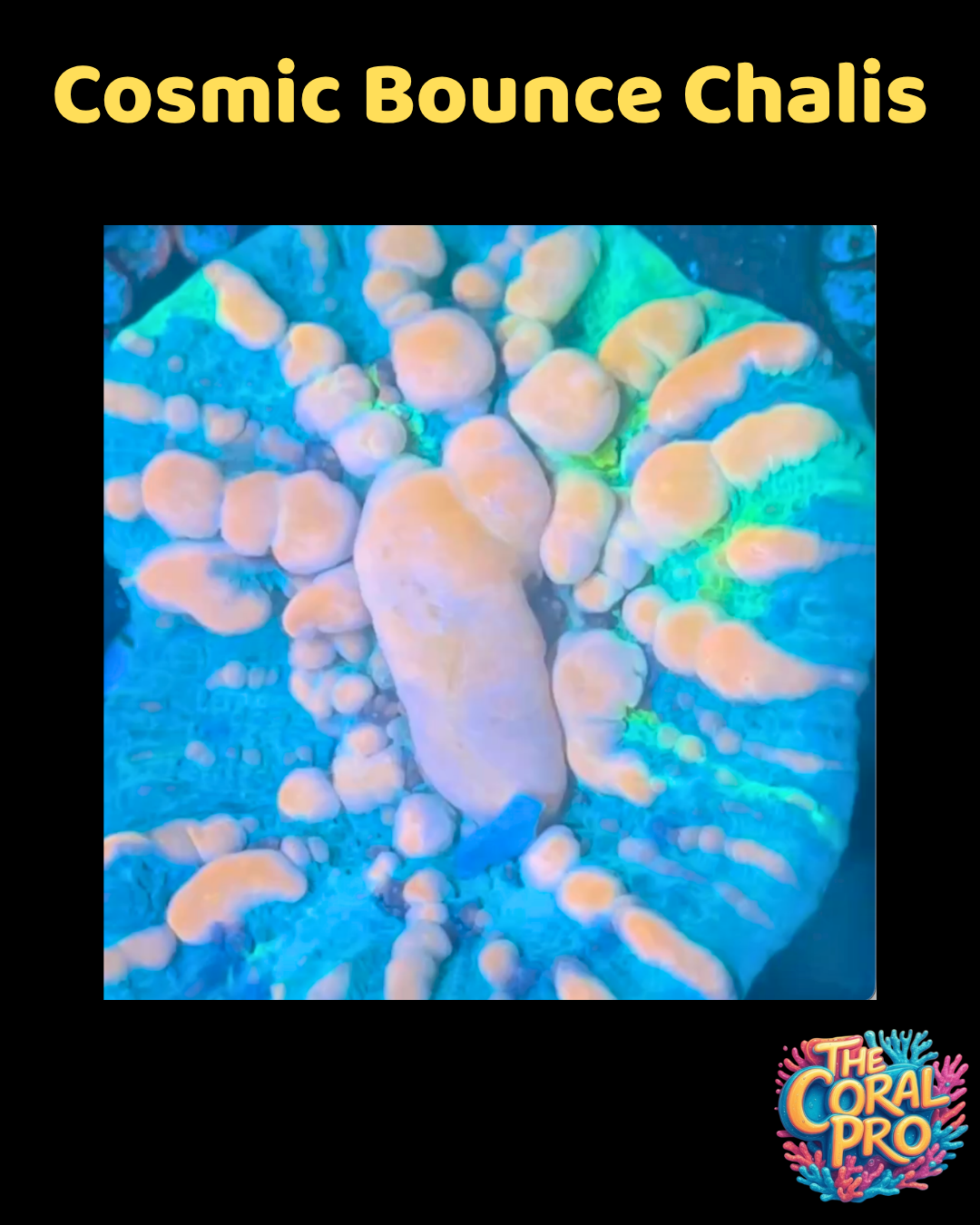 COSMIC BOUNCE CHALICE- WYSIWYG