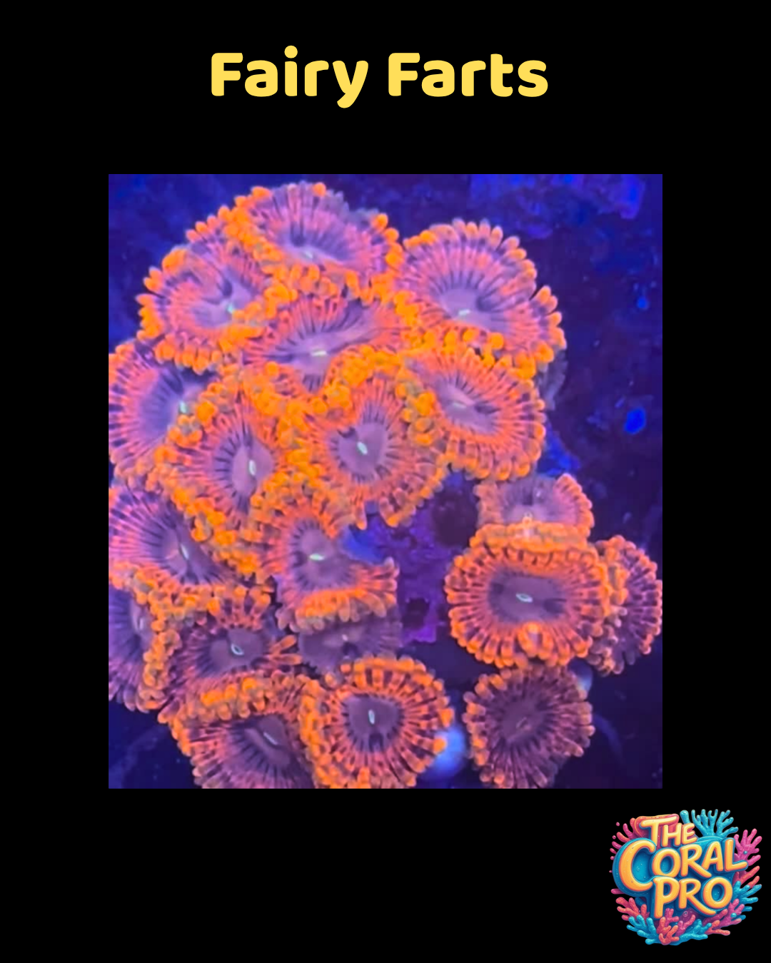 FAIRY FARTS ZOANTHIDS (Priced per Polyp)