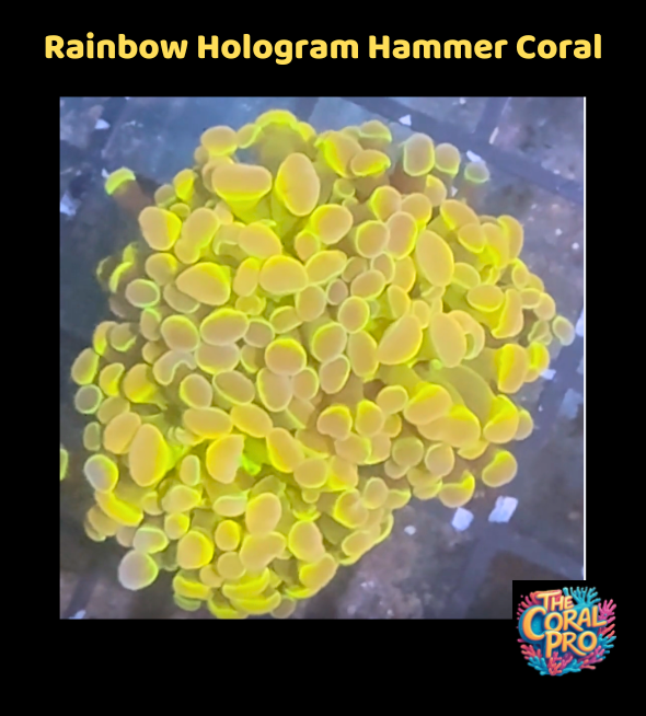 Rainbow Hologram Hammer Coral - WYSIWYG
