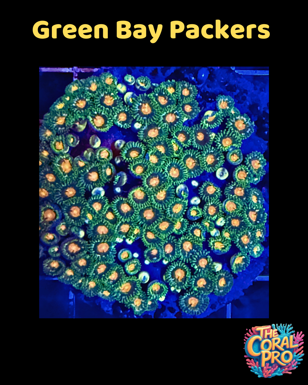 GREEN BAY PACKERS ZOANTHIDS (Prices per 3/4 Polyps)