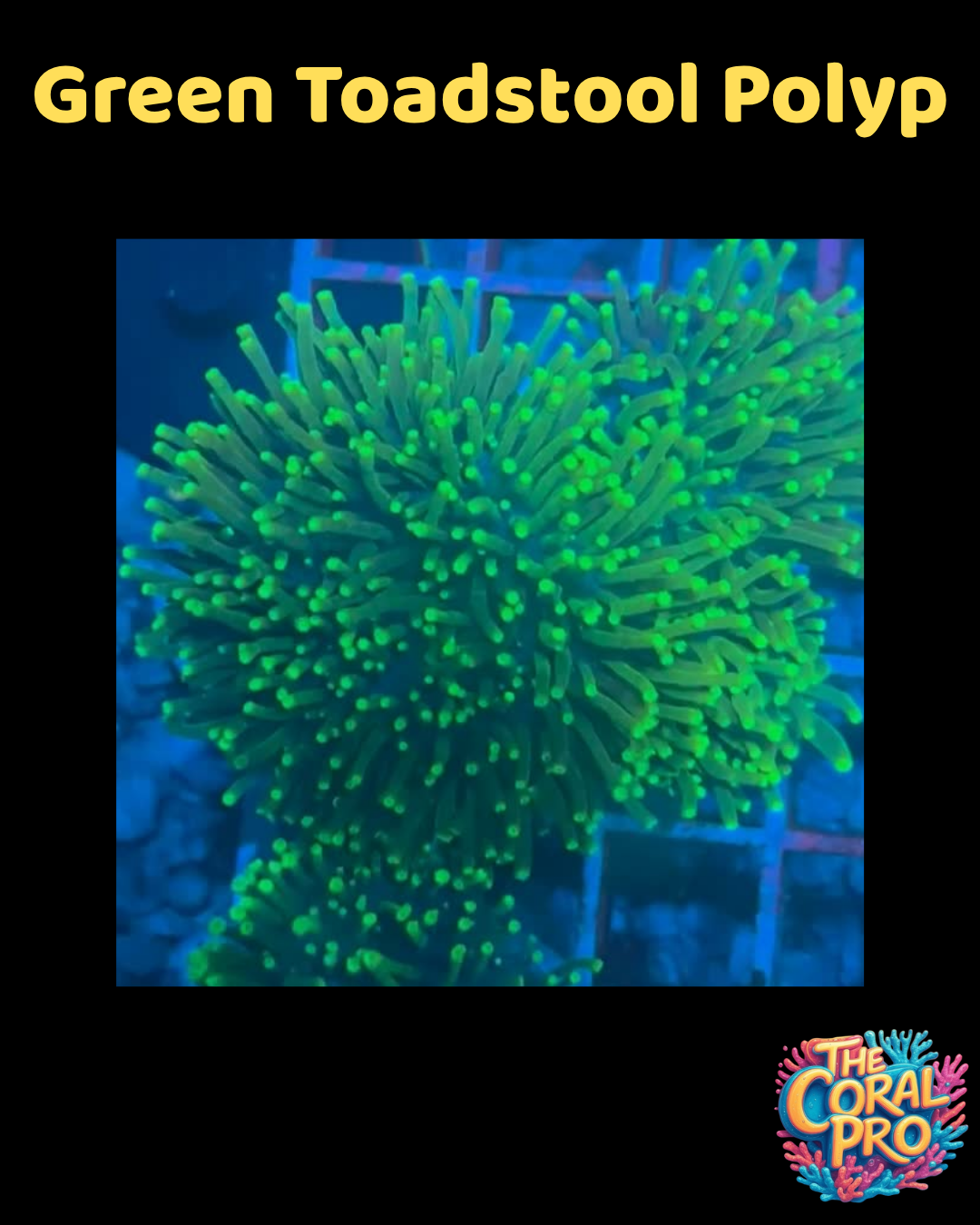 GREEN TOADSTOOL CORAL (Priced per Head)