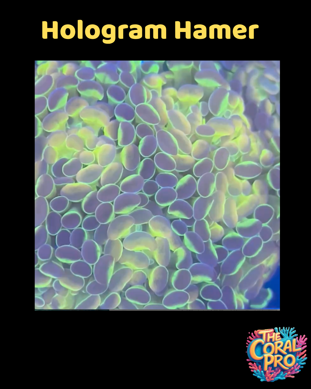 HOLOGRAM HAMMER (Priced per Head)