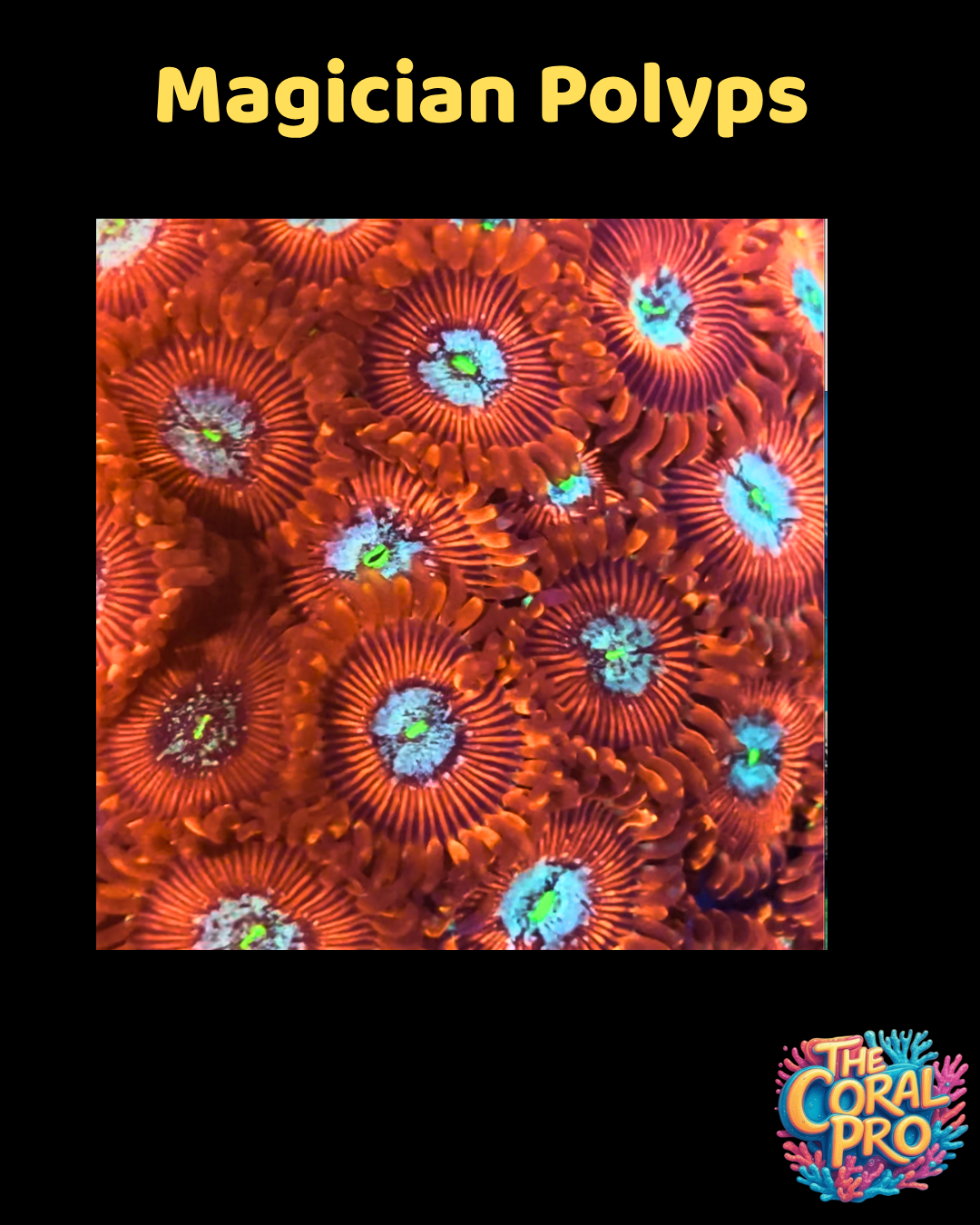 MAGICIAN ZOANTHIDS (Priced per 3/4 Polyps