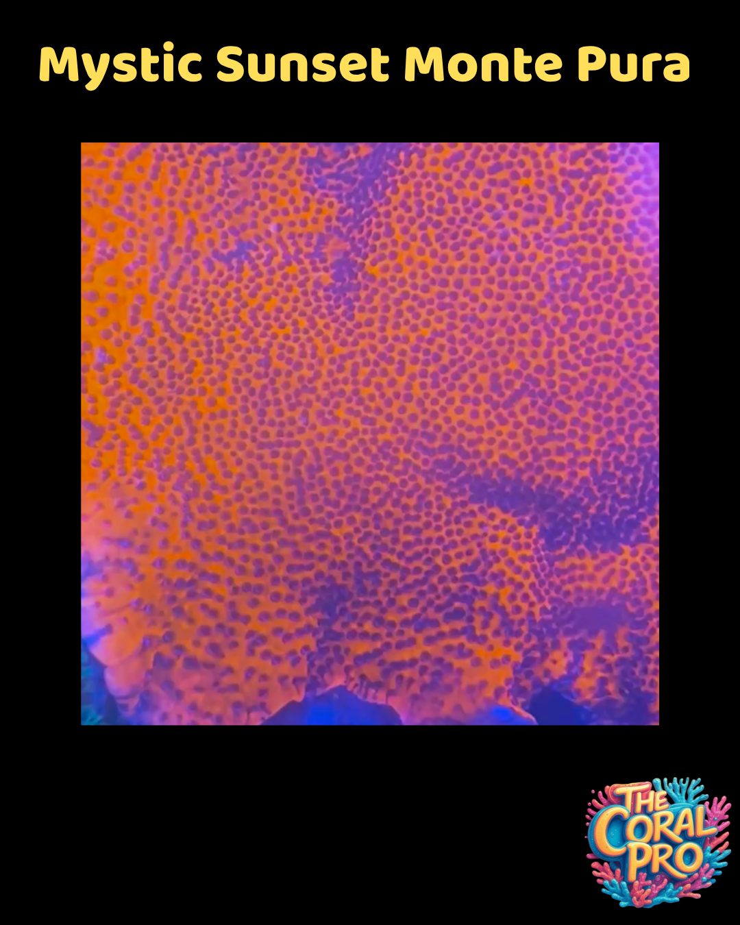 MYSTIC SUNSET MONTIPORA (Priced per Piece)