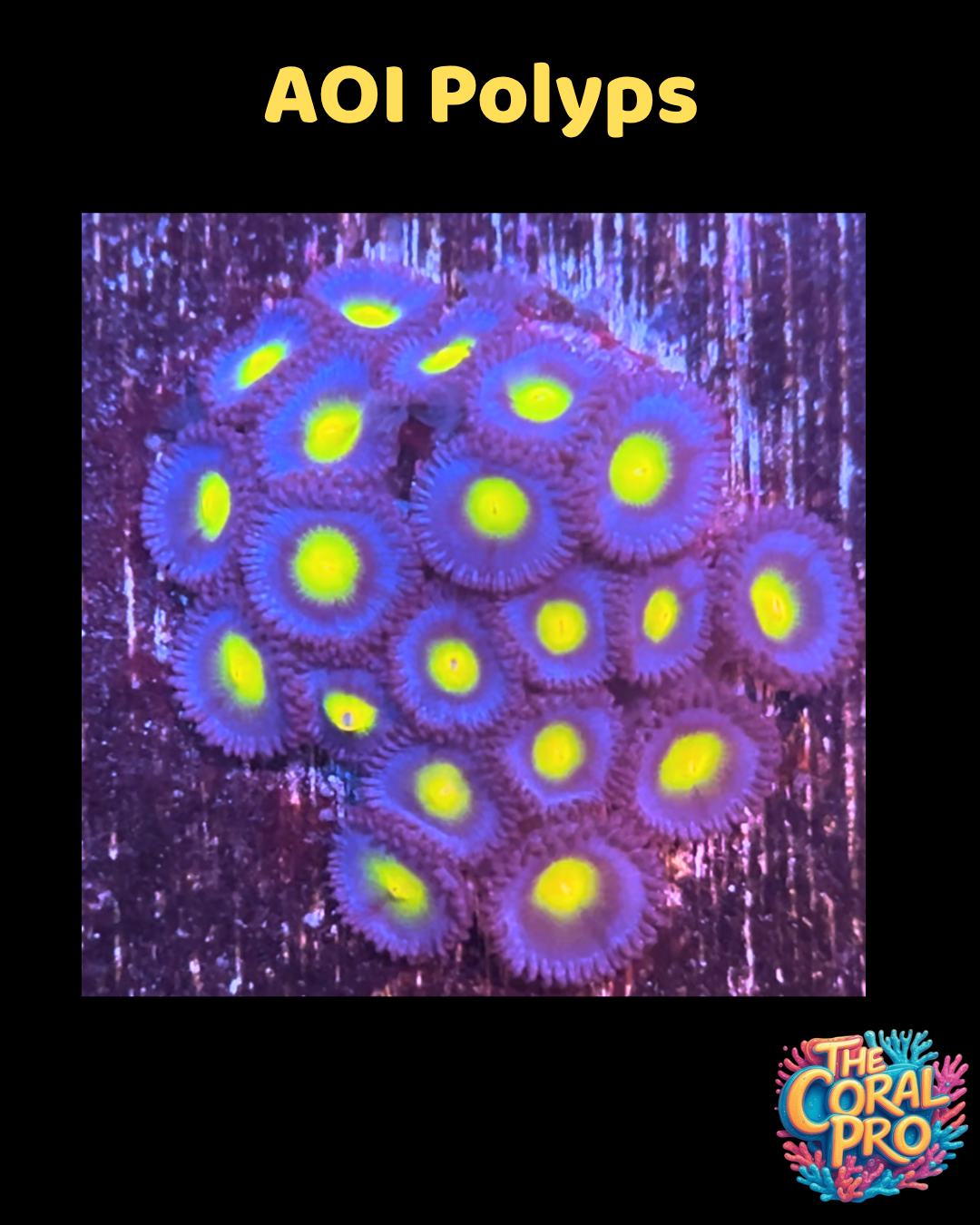 AOI ZOANTHIDS (Priced for 2/3 Polyps)