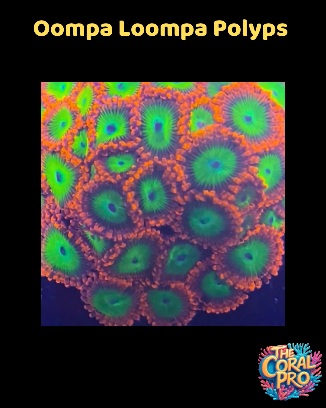 OOMPA LOOMPA ZOANTHIDS (Priced Polyp)