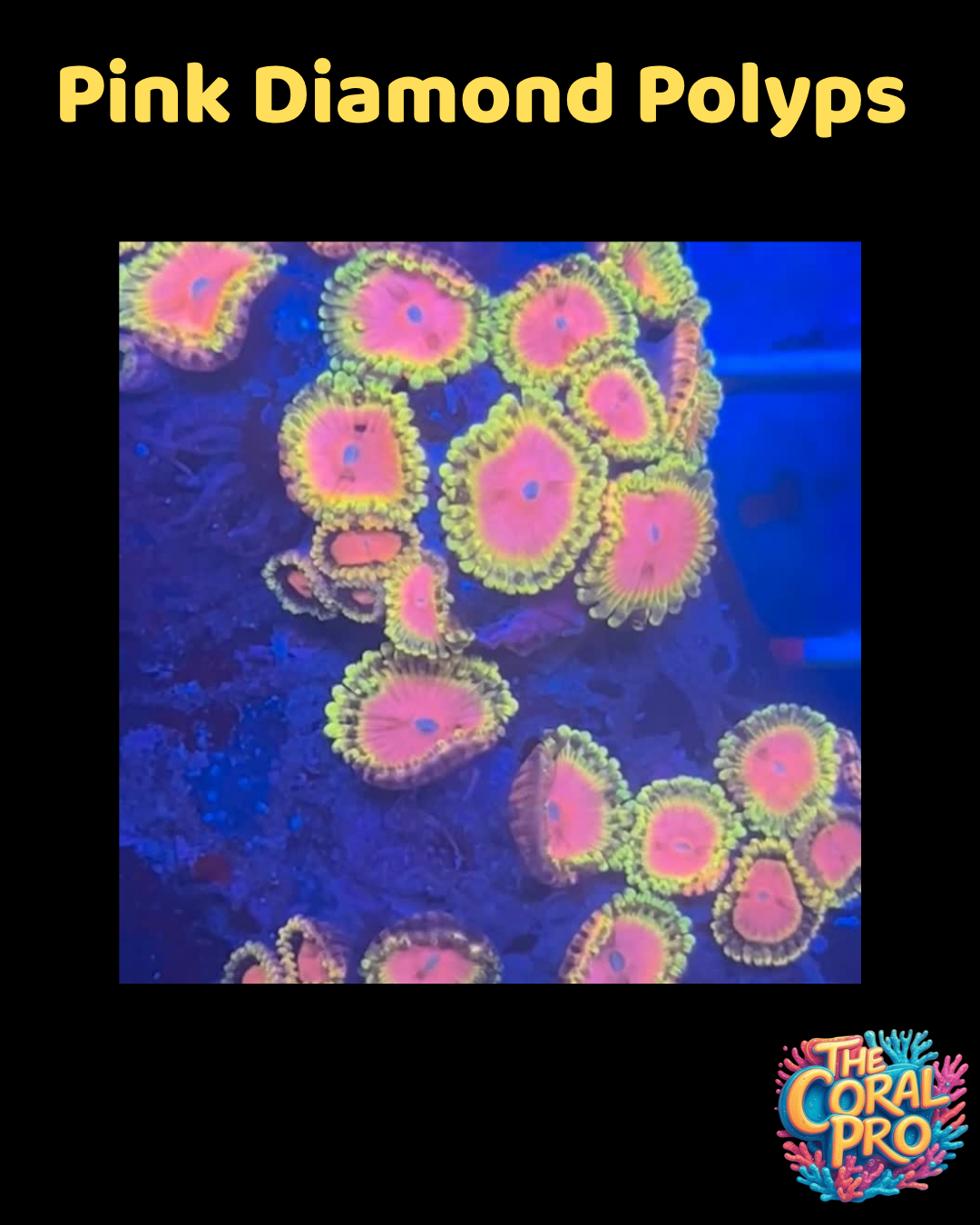 PINK DIAMOND ZOANTHIDS (Sold per Polyp)