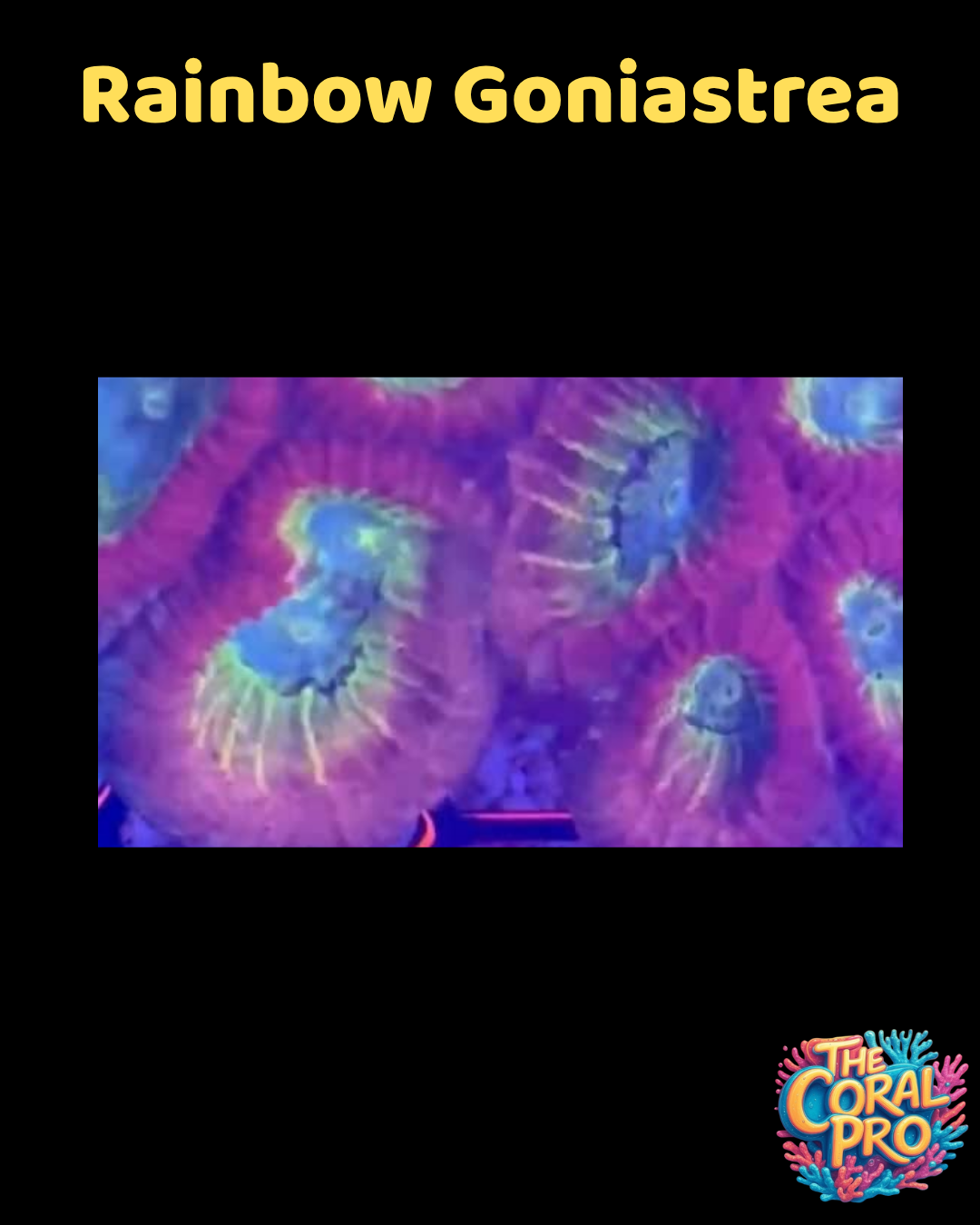 RAINBOW GONIASTREA (Sold per polyp)