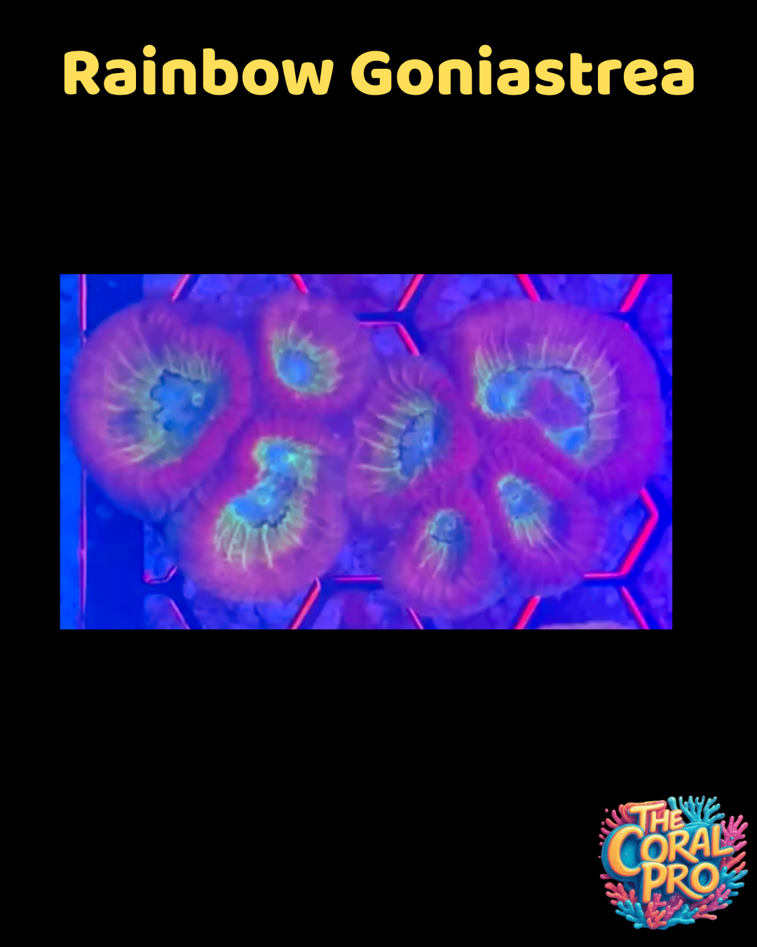 RAINBOW GONIASTREA (Sold per polyp)
