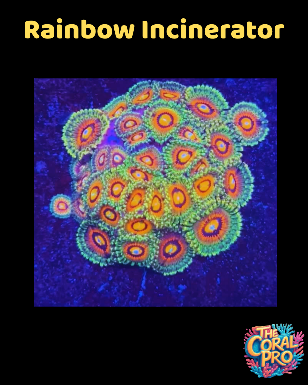 RAINBOW INCINERATOR ZOANTHIDS (Priced per 2/3 polyps)