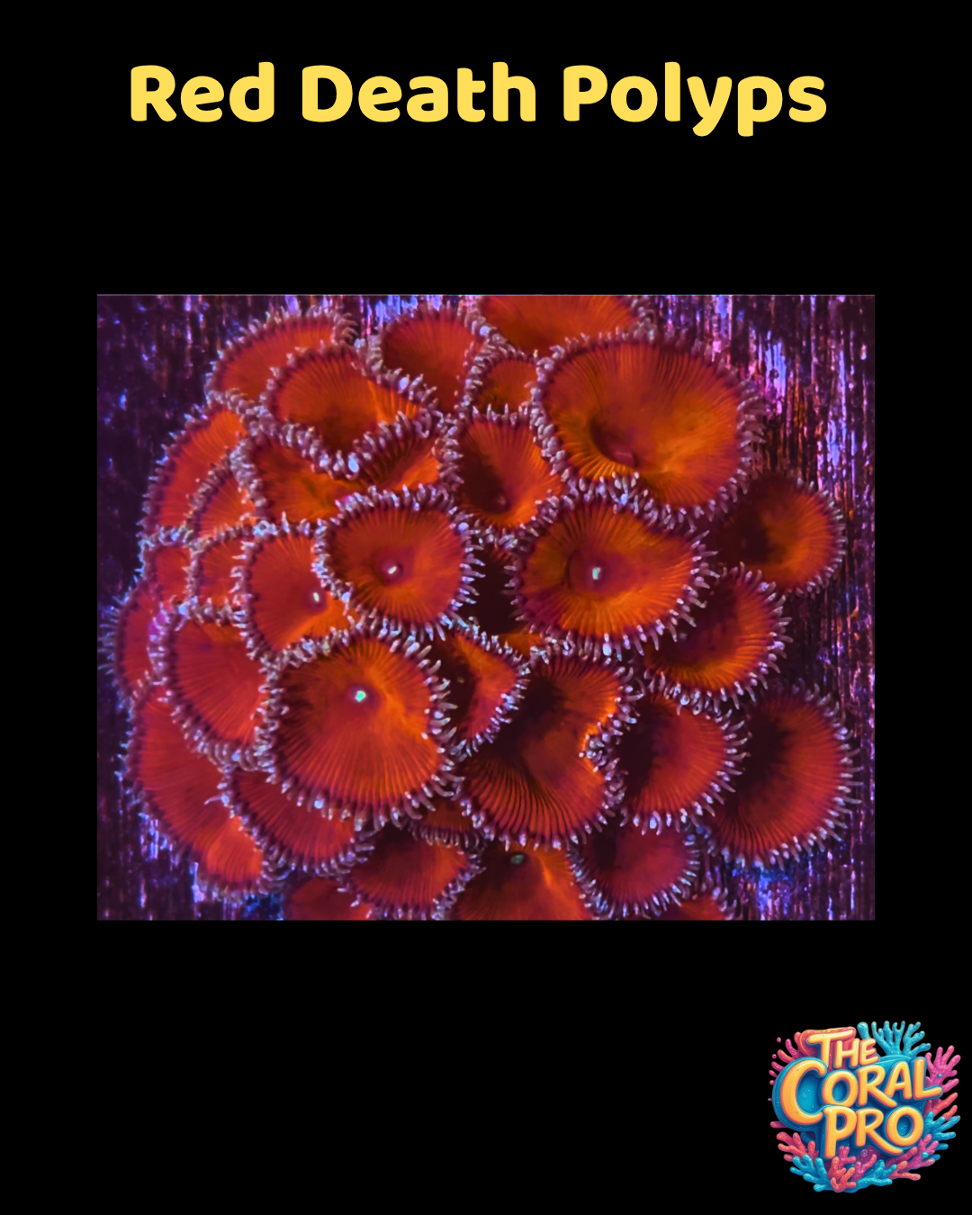 RED DEATH ZOANTHIDS (Priced per 2/3 polyps)