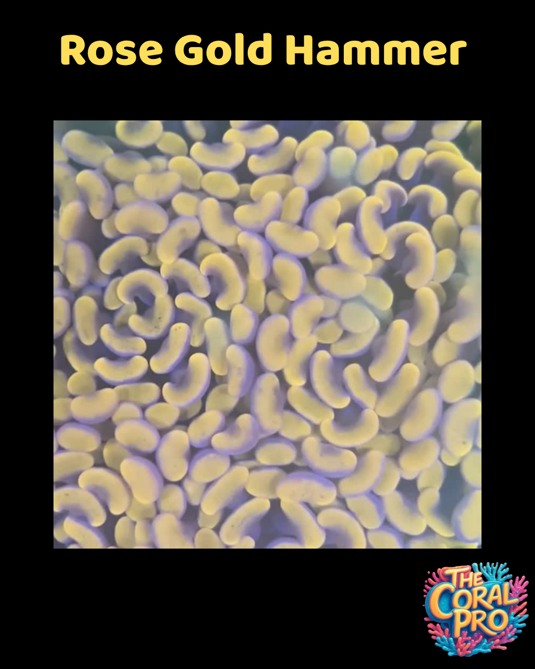 ROSE GOLD HAMMER CORAL#1 (Priced per Head)