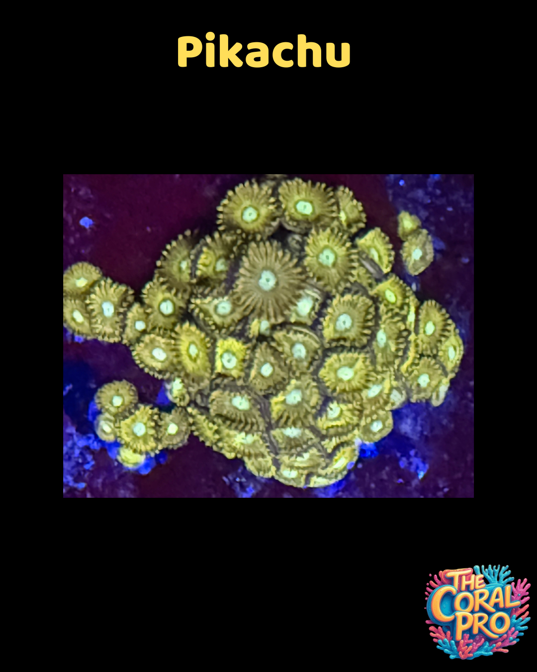 PIKACHU ZOANTHID (Priced for 3/4 Polyps)