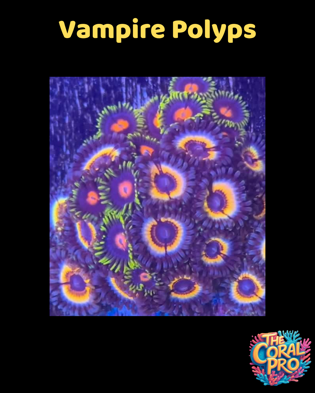 VAMPIRE POLYP ZOANTHIDS (Priced per 2/3 Polyps)