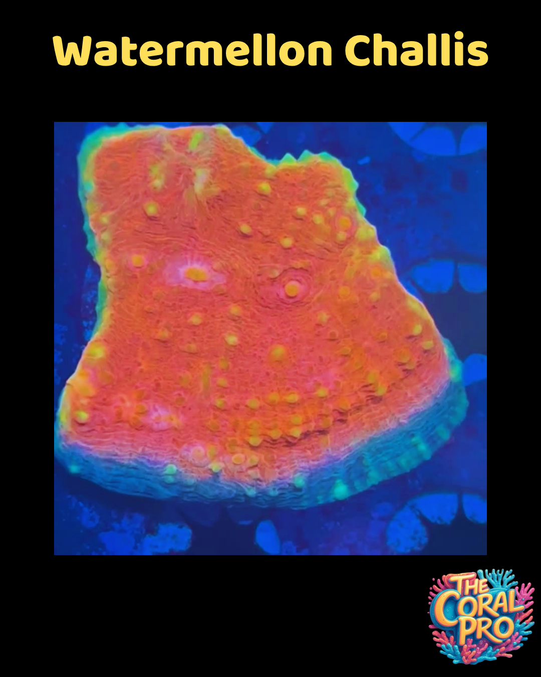 WATERMELON CHALICE - WYSIWYG