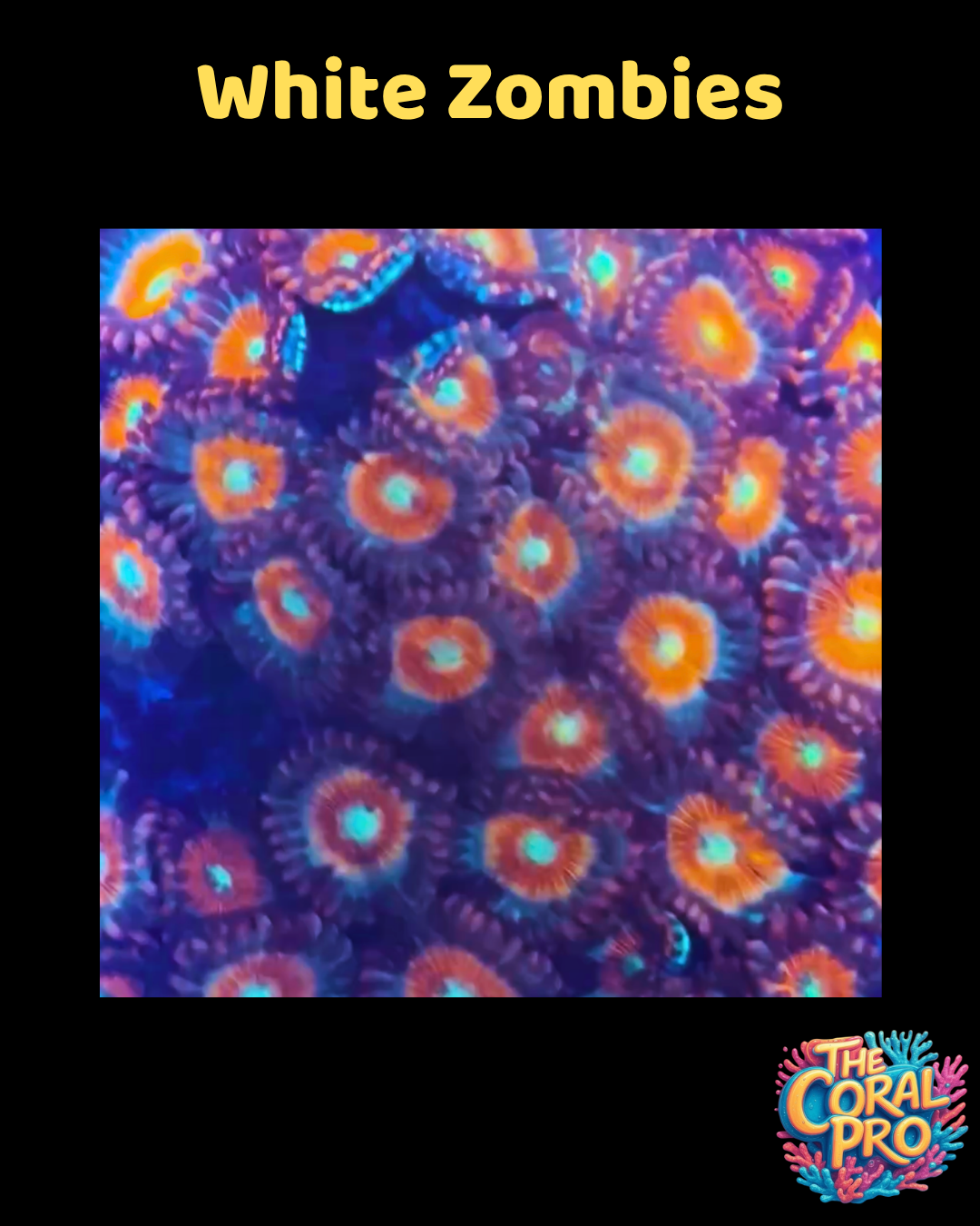 WHITE ZOMBIE ZOANTHIDS (Priced per Polyp)