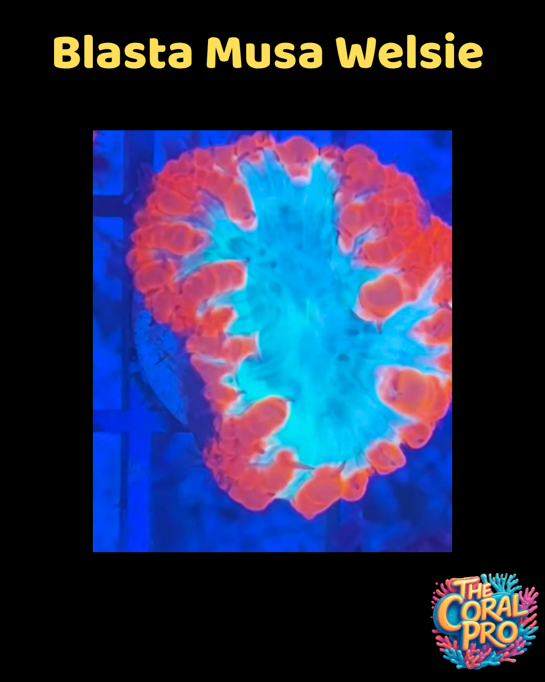 BLASTA MUSA WELSIE CORAL (Priced per Polyp)