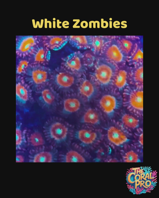 WHITE ZOMBIE ZOANTHIDS (Priced per Polyp)