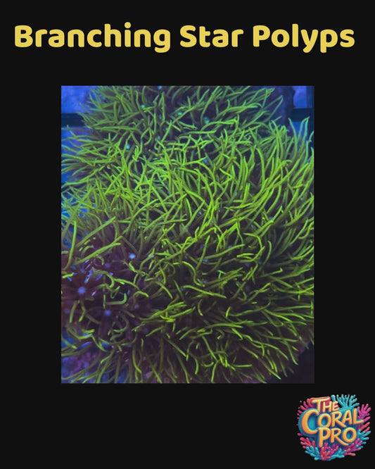 BRANCHING GREEN STAR POLYPS (Priced per Piece)