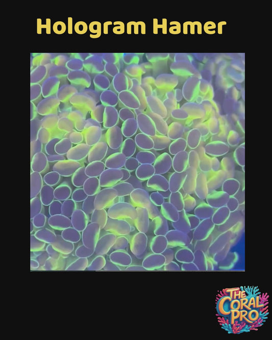 HOLOGRAM HAMMER (Priced per Head)