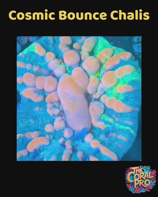 COSMIC BOUNCE CHALICE- WYSIWYG
