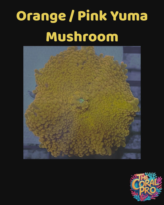 ORANGE PINK YUMA MUSHROOM (Per Mushroom)