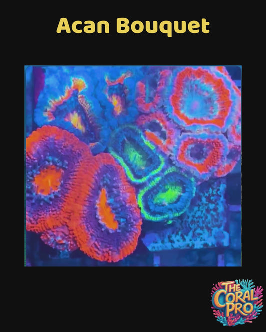 AKON BOUQUET ZOANTHIDS - WYSIWYG