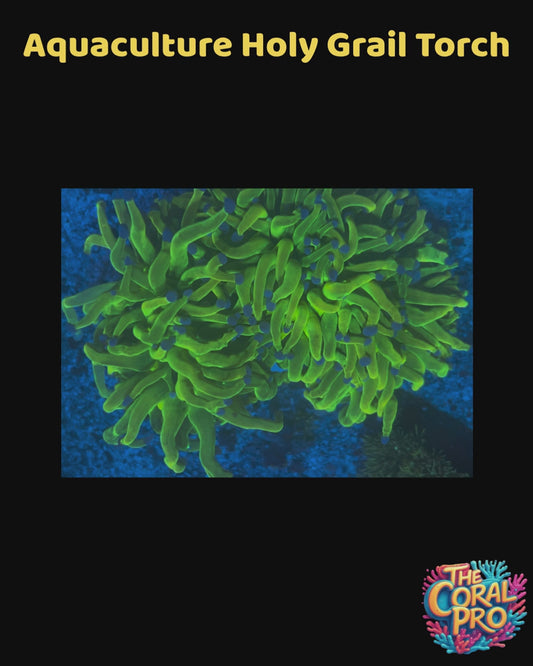 AQUACULTURED HOLY GRAIL TORCH (Priced per 5 Heads)