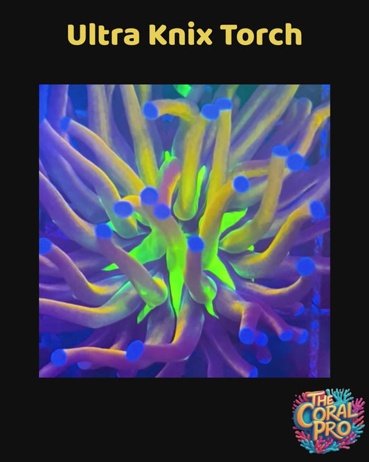 ULTRA KNICKS TORCH (Price per Piece)