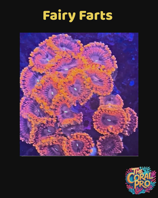 FAIRY FARTS ZOANTHIDS (Priced per Polyp)