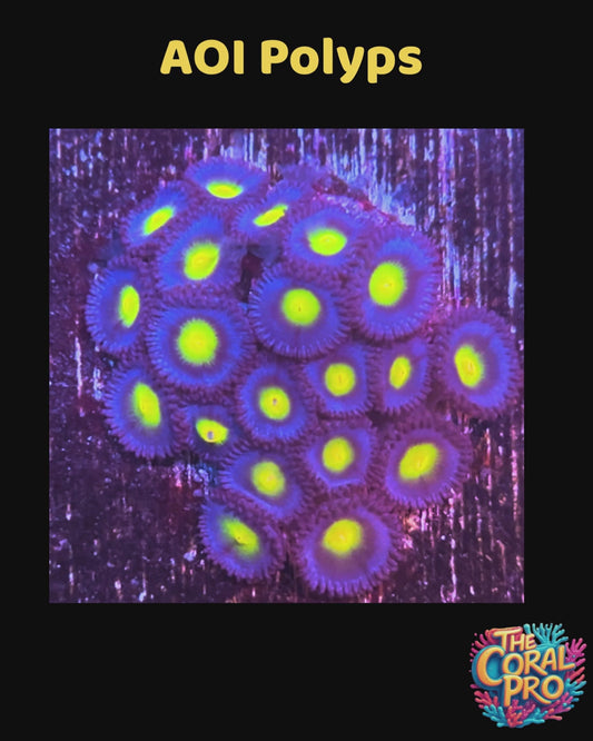 AOI ZOANTHIDS (Priced for 2/3 Polyps)