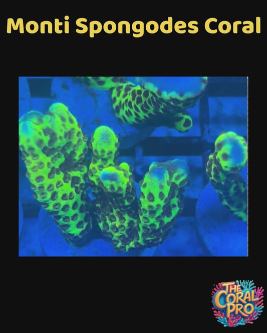 MONTI SPONGODES CORAL (Priced per Branch)